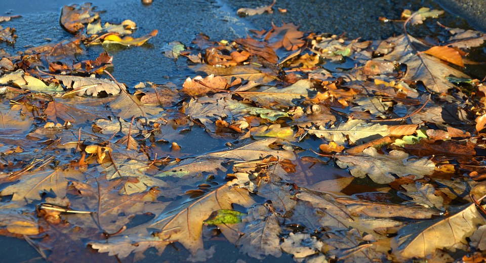 Standing Water Removal