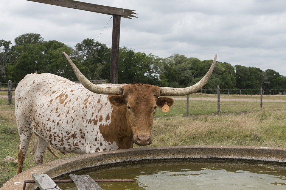 Honey Wagon for Clean Livestock Troughs